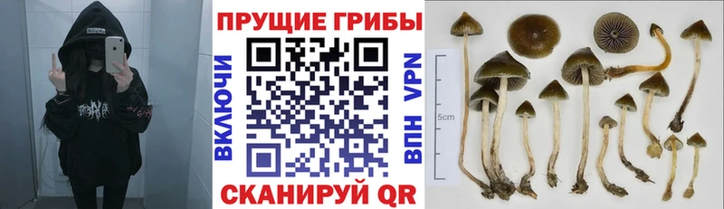 Купить  Лиски  Псилоцибиновые грибы мицелий 